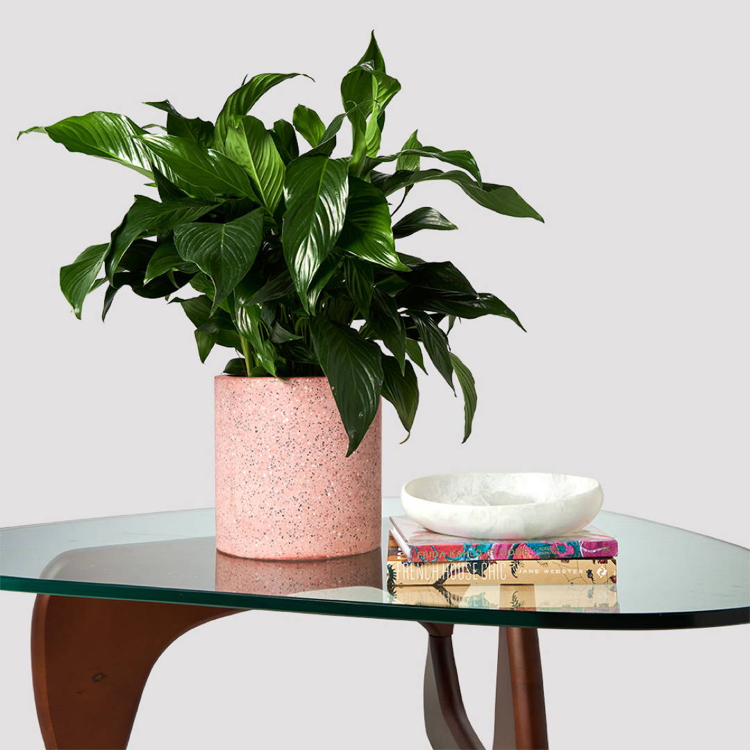 Peace Lily Power Petite on table with Accessories from The Good Plant Co
