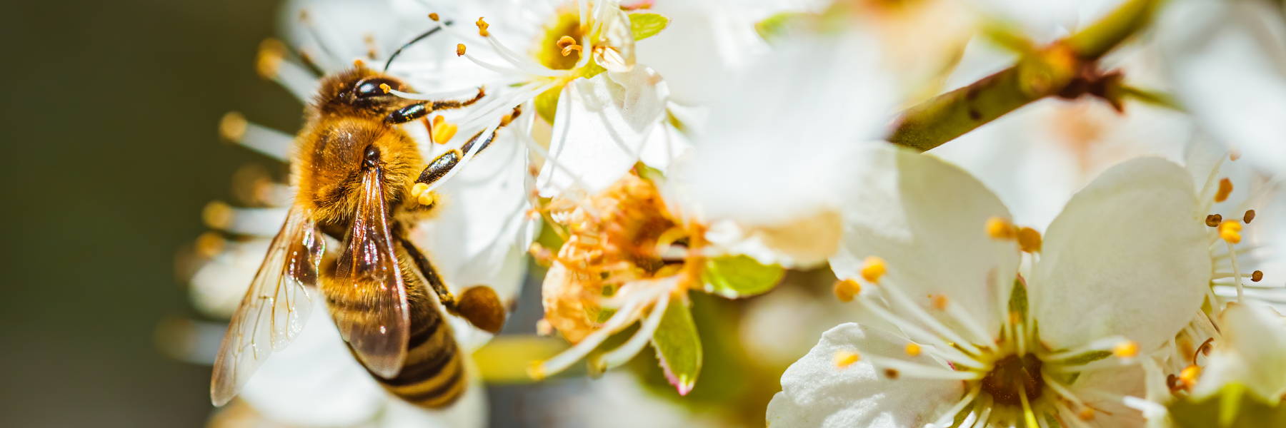 Maintaining a Thriving Pollinator Garden in Michigan – Deneweth's ...