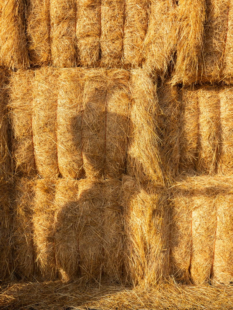 Olivia Arthur – Make hay while the sun shines