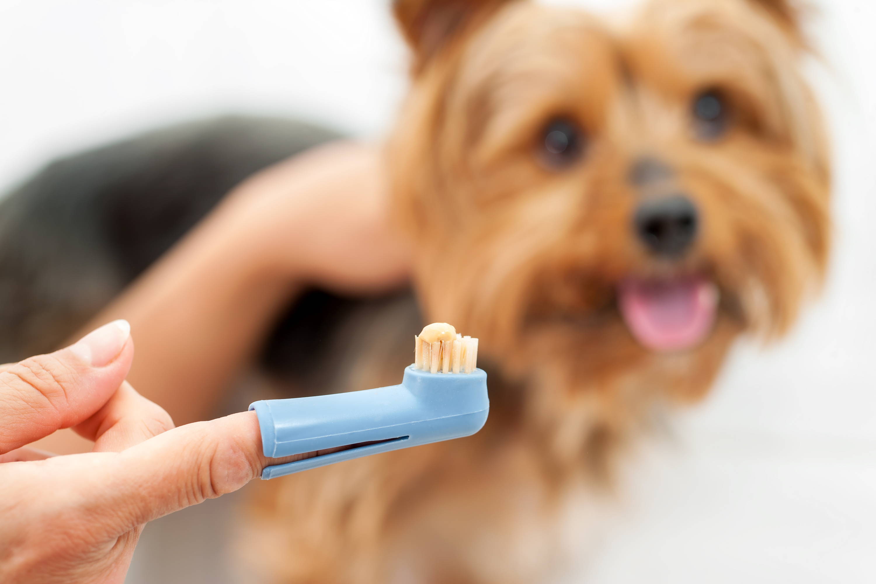 Dog with toothbrush