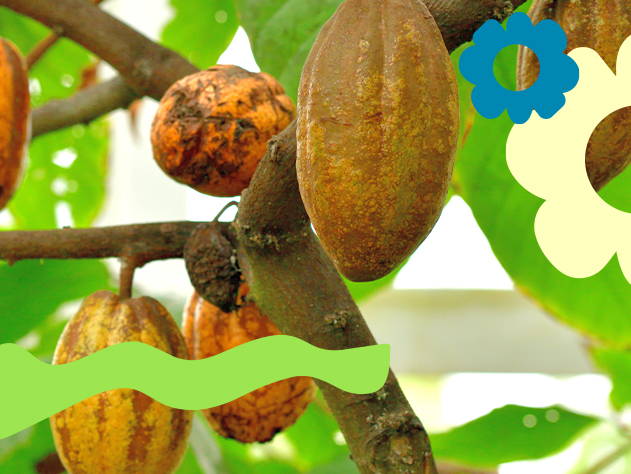  Cacao Bean- Babo Botanicals