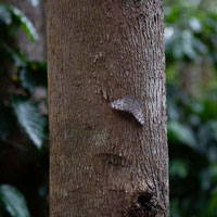 A close up of the trunk of the tree