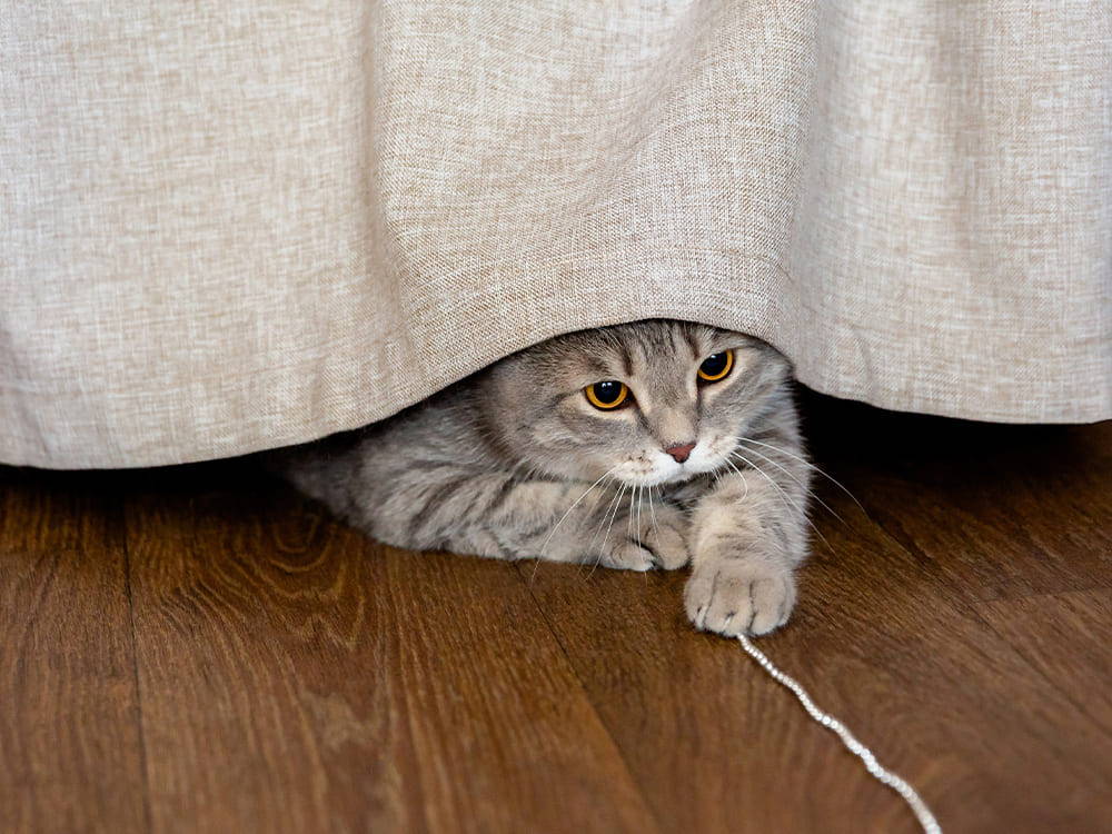 Katze spielt aus ihrem Versteck heraus