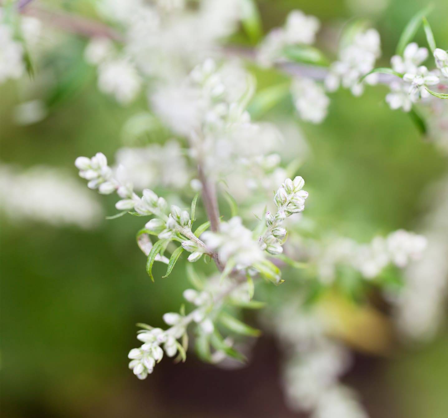 Close-up of mugwort in flower – the pollen of this weed is a common cause of hay fever in late summer and fall 
