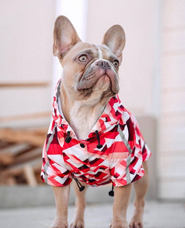 A Frenchie feeling comfortable and dry outside while wearing the Zigzag Dog Raincoat