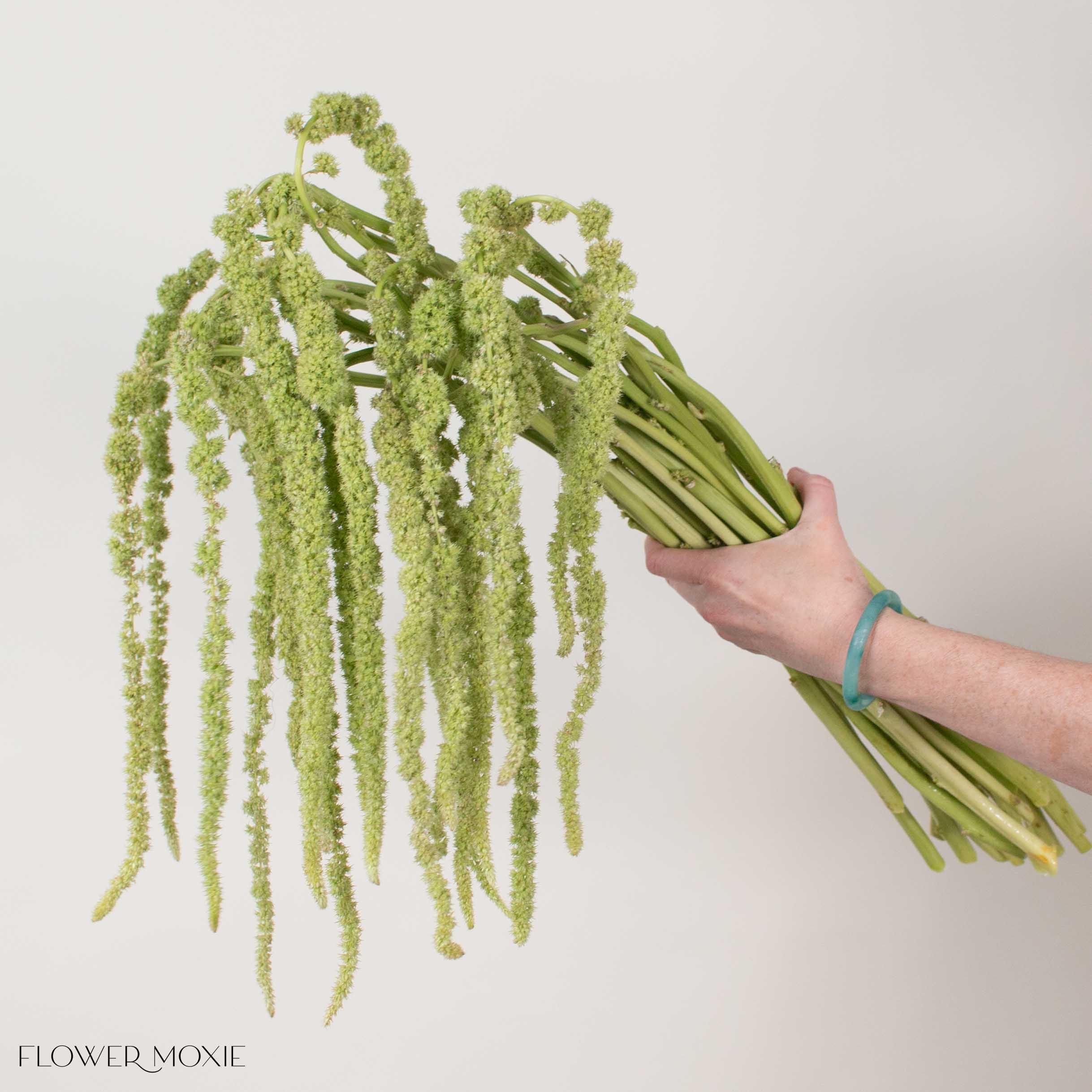 Green Hanging Amaranthus