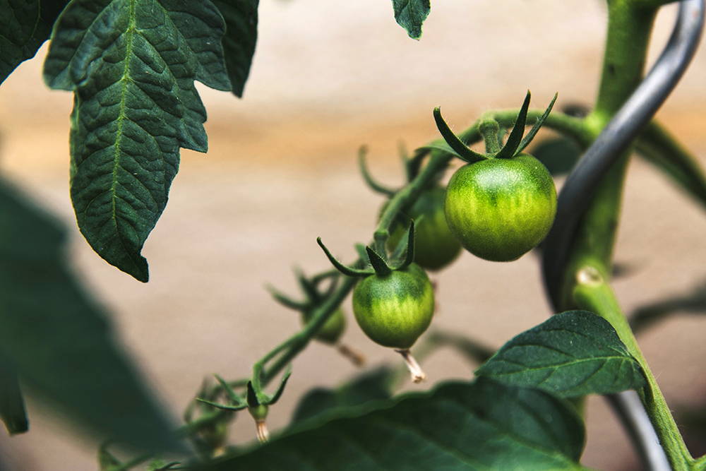green tomatoes ripening on a vine