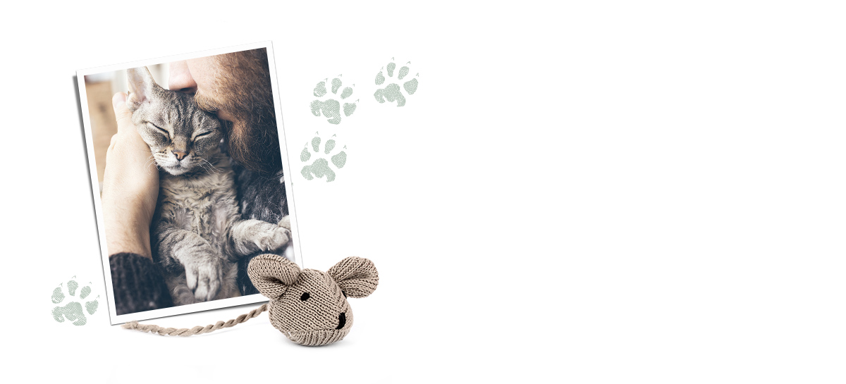 A photo of a kitten with paw prints and a toy