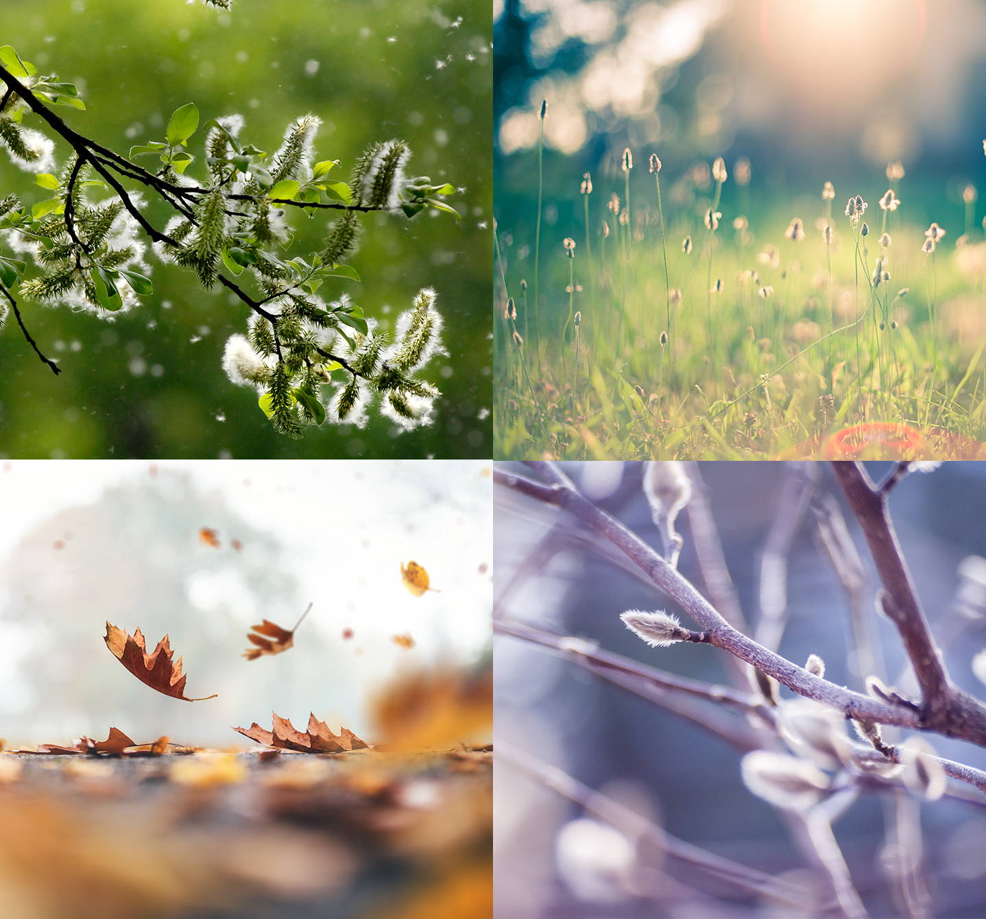 Symptome saisonaler Allergien können im Frühjahr, Sommer oder Herbst auftreten, im Winter normalerweise nicht. 