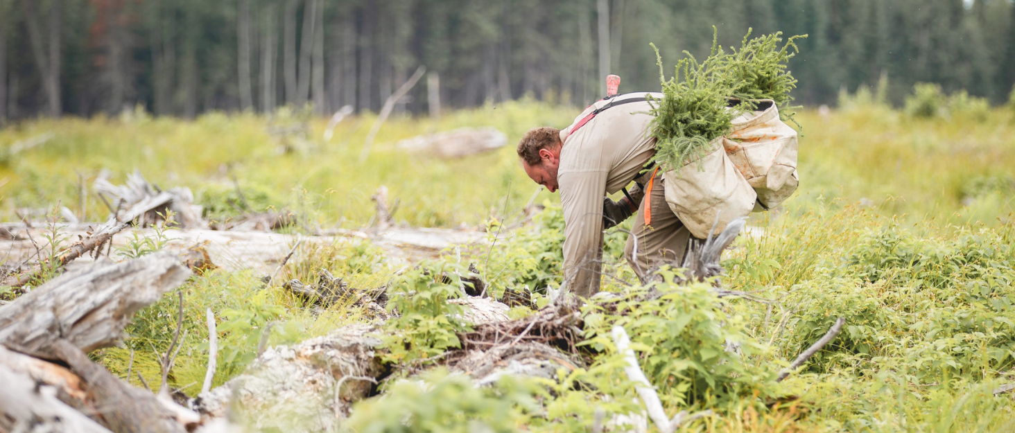 man planting trees