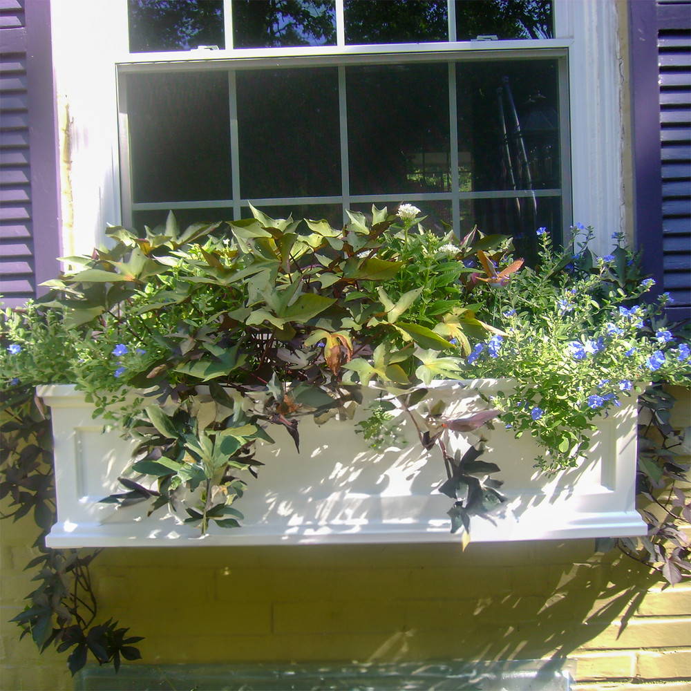 Plants growing in a white window box planter