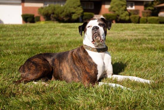 A brindle and white boxer lays in a grass field