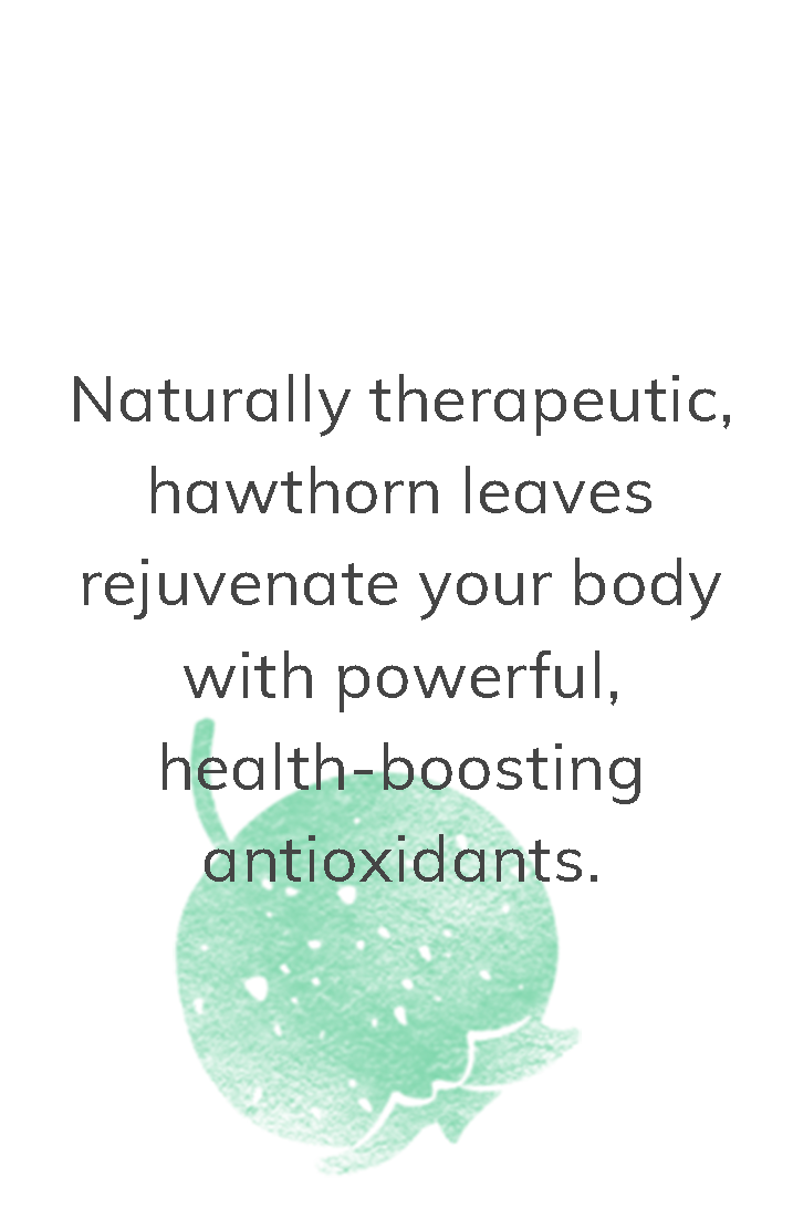 Hawthorn Leaves: Naturally therapeutic, hawthorn leaves rejuvenate your body with powerful, health-boosting antioxidants.