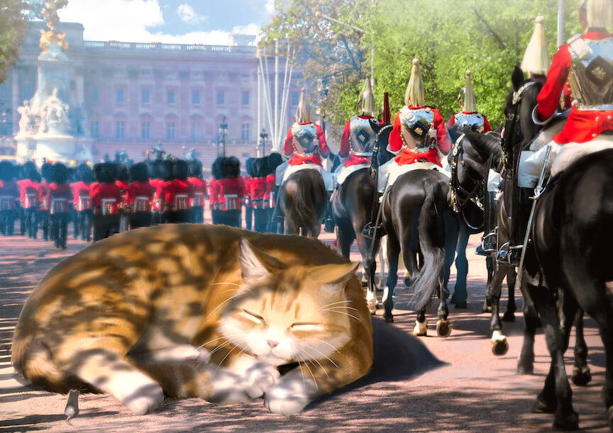 A giant ginger cat takes a nap on the Mall in front of Buckingham Palace as the Household Cavalry and Queens Guard pass
