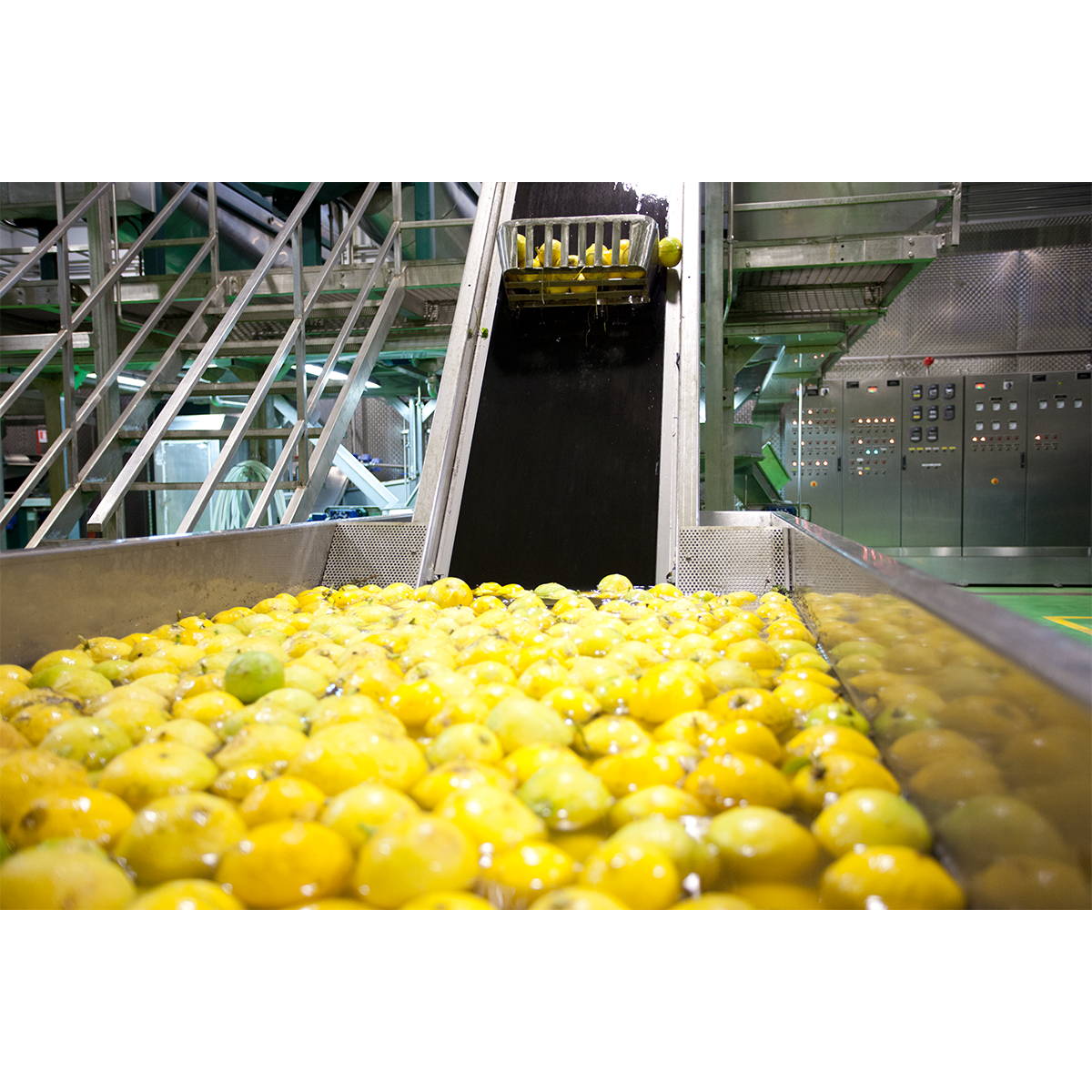 distillation of bergamot essential oil
