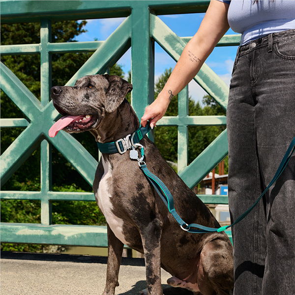 Person holding a dog's leash near a green railing.