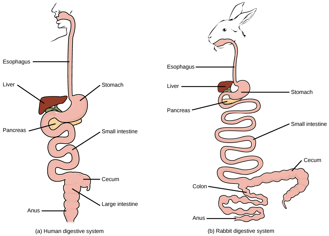 Human VS. Chinchilla digestive system