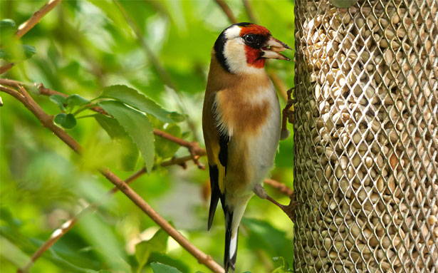 goldfinch feeding on bird feeder