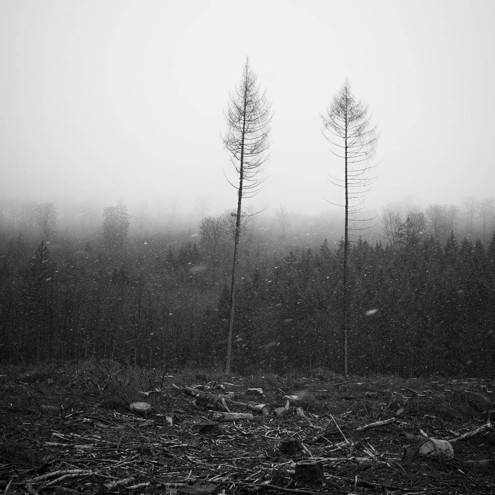 black and white barren trees surrounded by a clear cut forest. There is a forest in the background