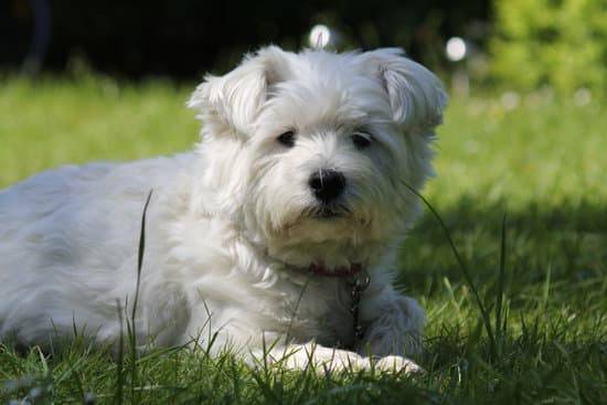 A West Highland White Terrier lays in green grass 