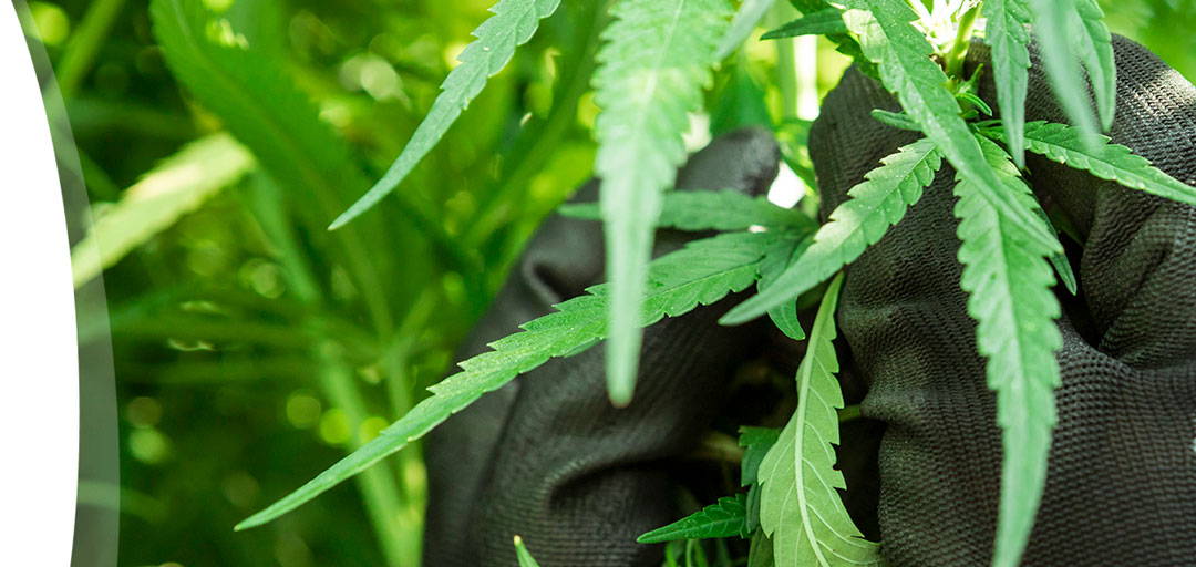 A GACP és a GMP irányelvek betartása: enectas Cannabis növények garantálják a CBD-termékek, például a CBD olaj magas minőségét