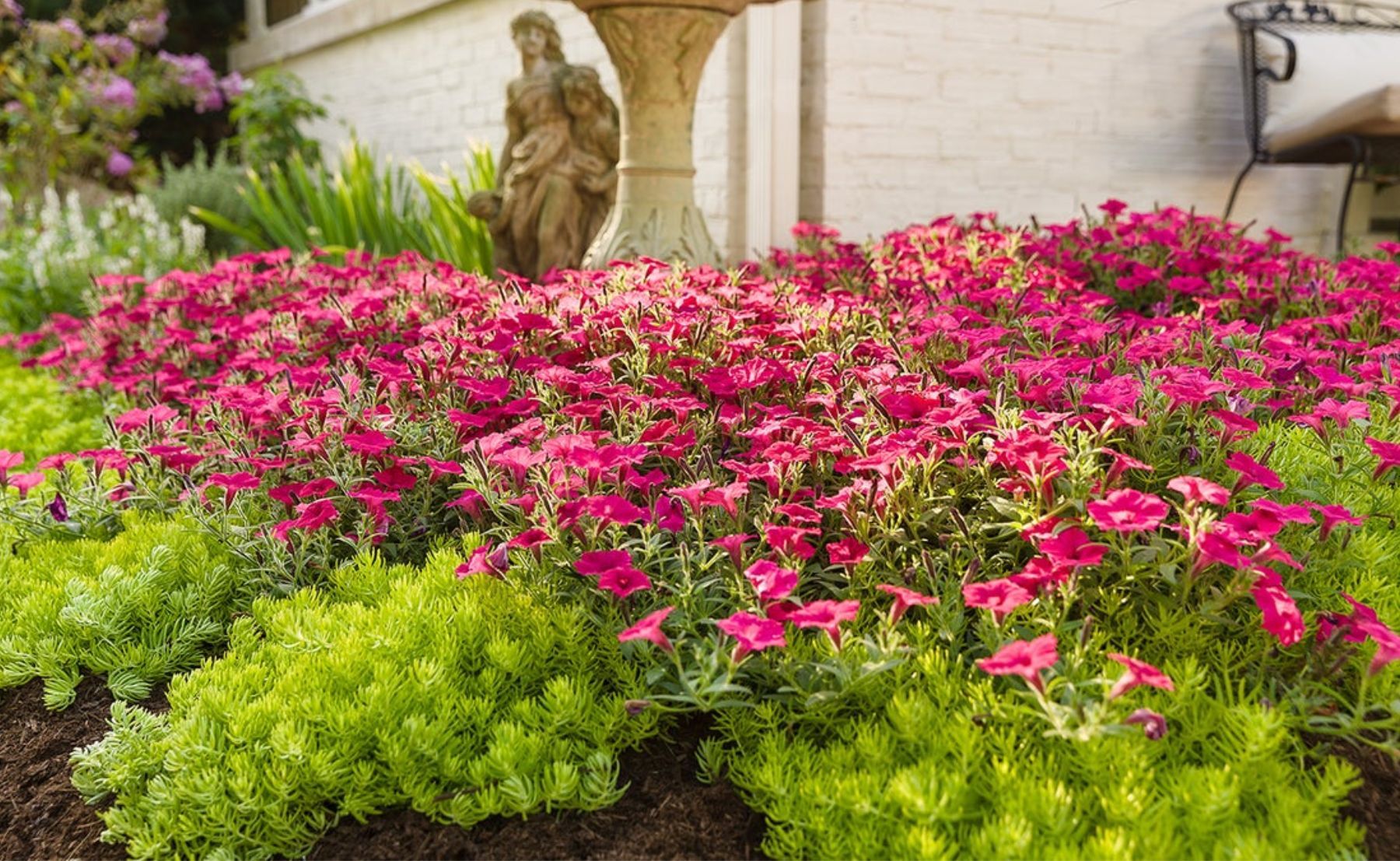Front yard garden filled with Supertunia Vista® Fuchsia