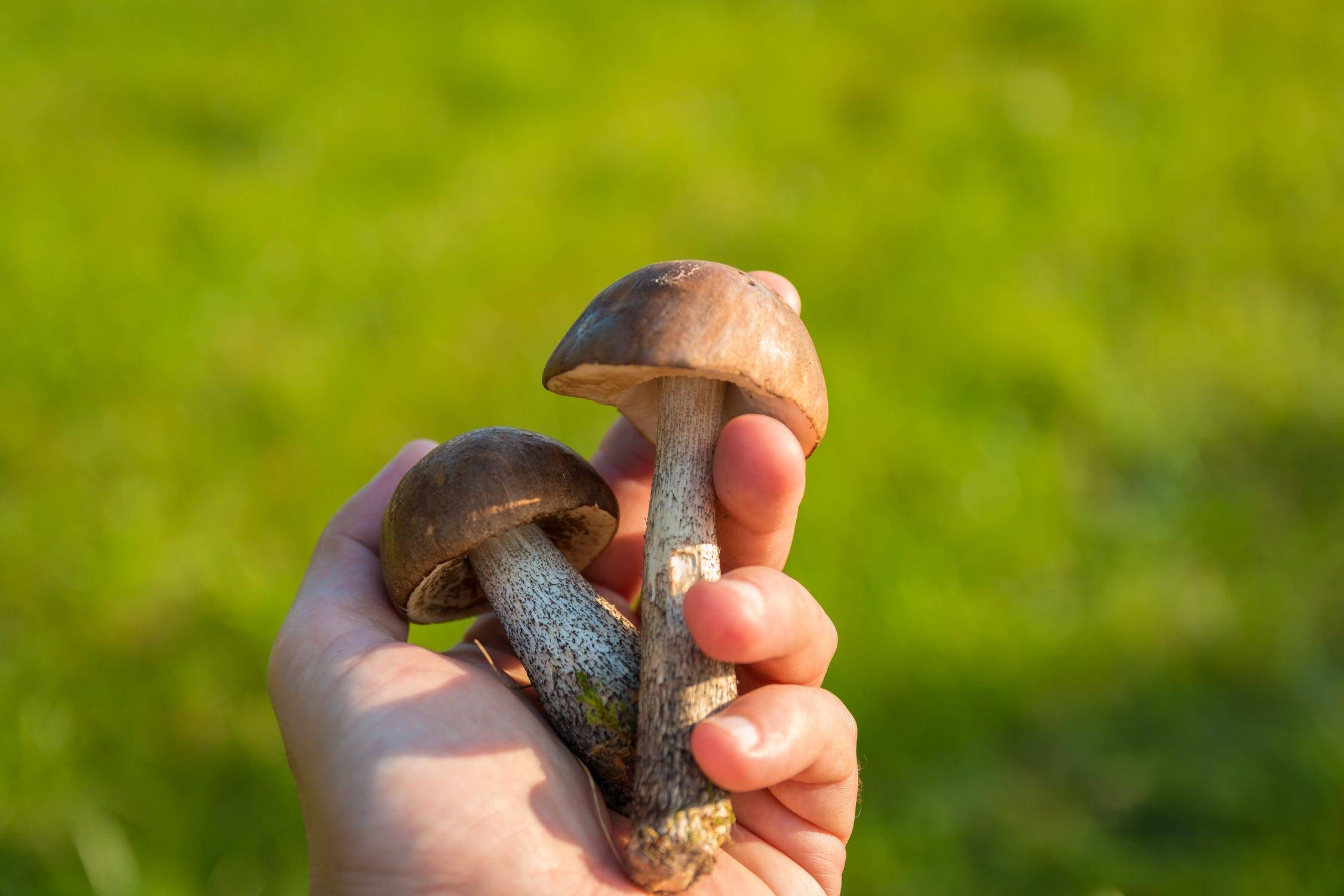 Person Holding Two Mushrooms