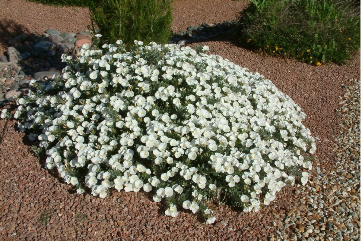 Bush Morning Glory (Convolvulus cneorum) covered in silvery foliage and white trumpet-shaped flowers, creating contrast and brightness in drought-tolerant landscapes.
