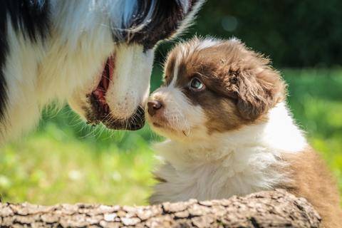 Mother and puppy dog