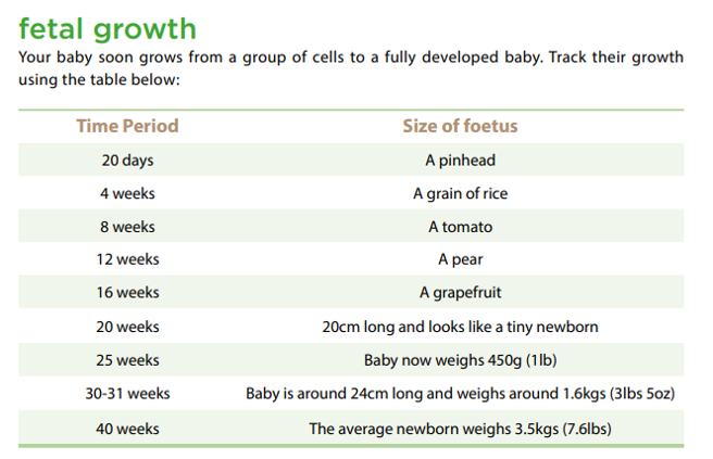 Fetal Growth Chart - how big is my baby?