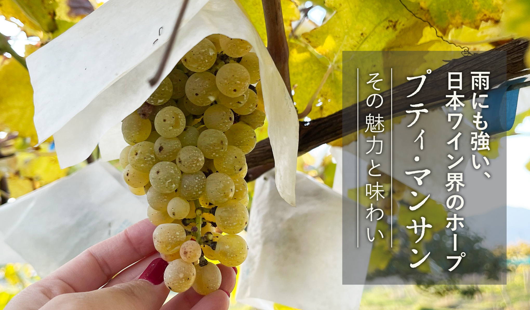 雨にも強い日本ワイン界のホープ　プティ・マンサン