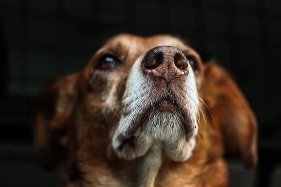 An older brown dog  with a white  muzzle