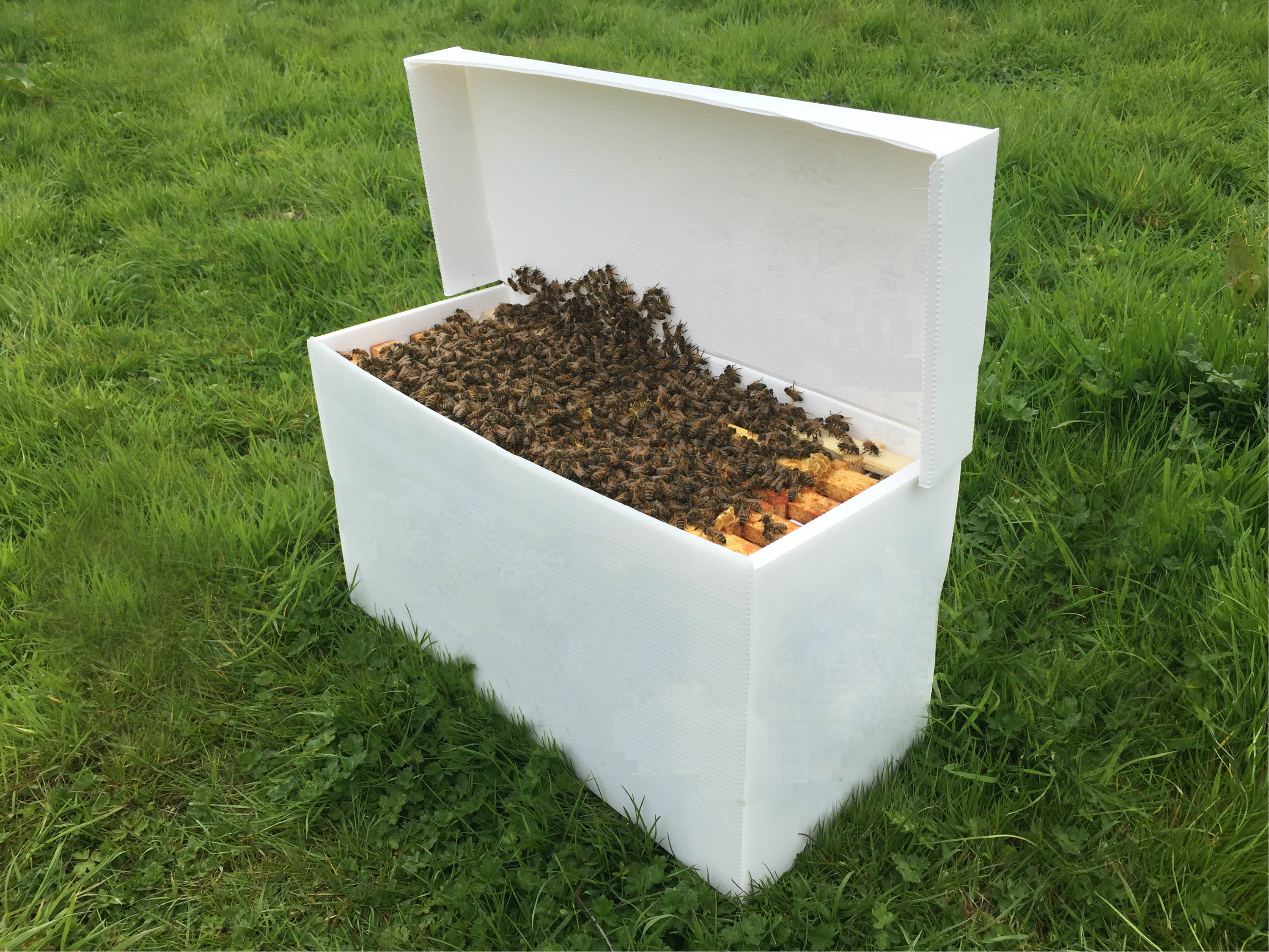 Nucleus Beehive