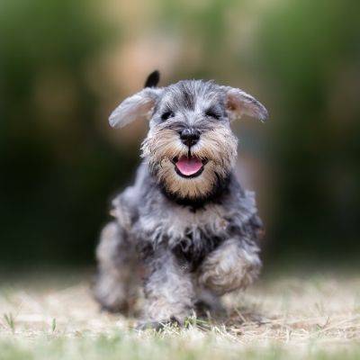 Happy Schnauzer Puppy | Socialisation Puppy Guide | Bone Idol