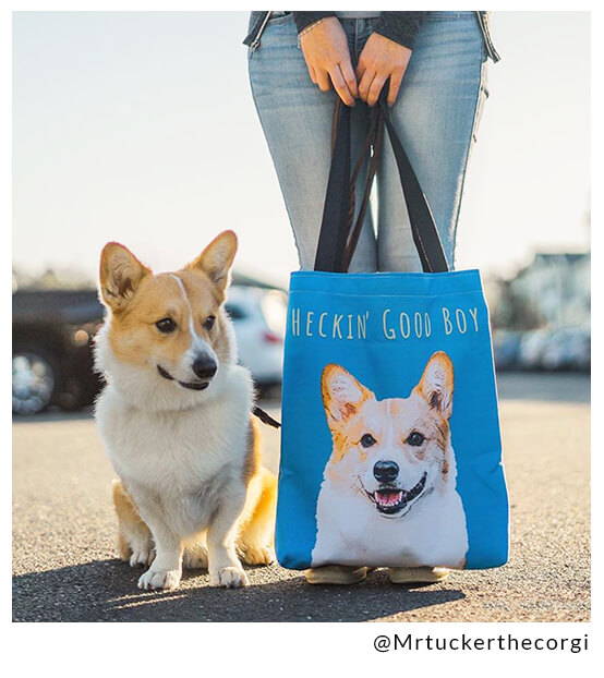 corgi influencer