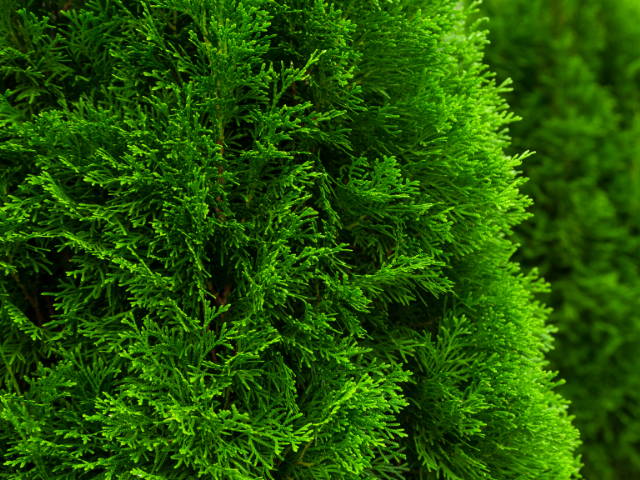 Close up of a bright green arborvitae