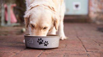 dog eating kibble with bone broth in it