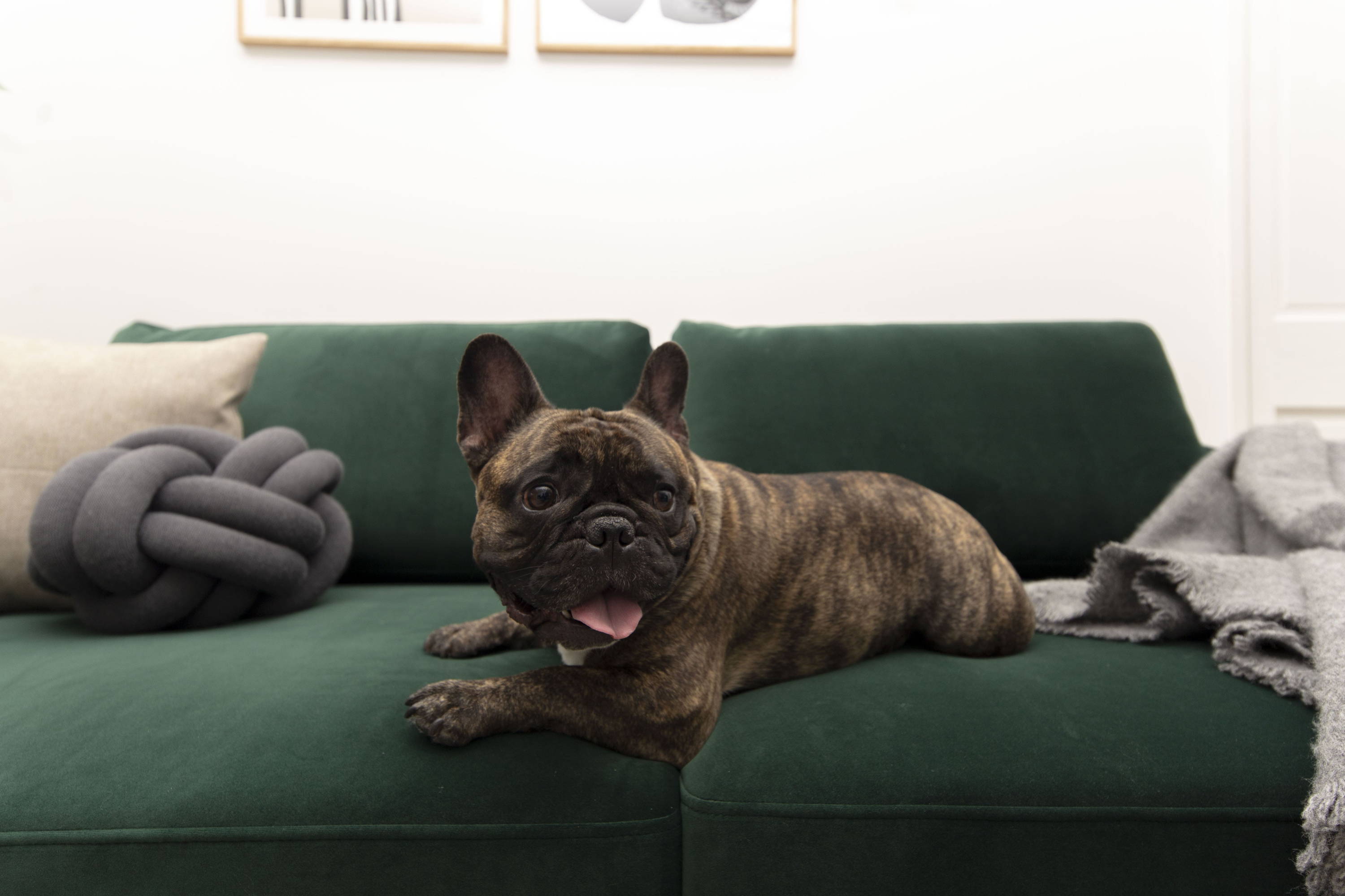 dog on a Pet friendly velvet sofa