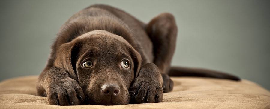 Scared Labrador puppy covering its ears