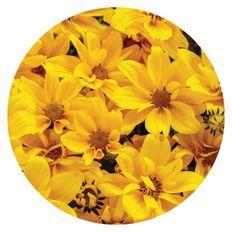 Photo of Goldilocks Rocks® Apache Beggarticks (Bidens ferulifolia)