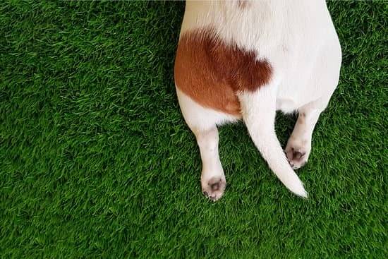 A picture of a dogs tail. The dog is laying on green grass.