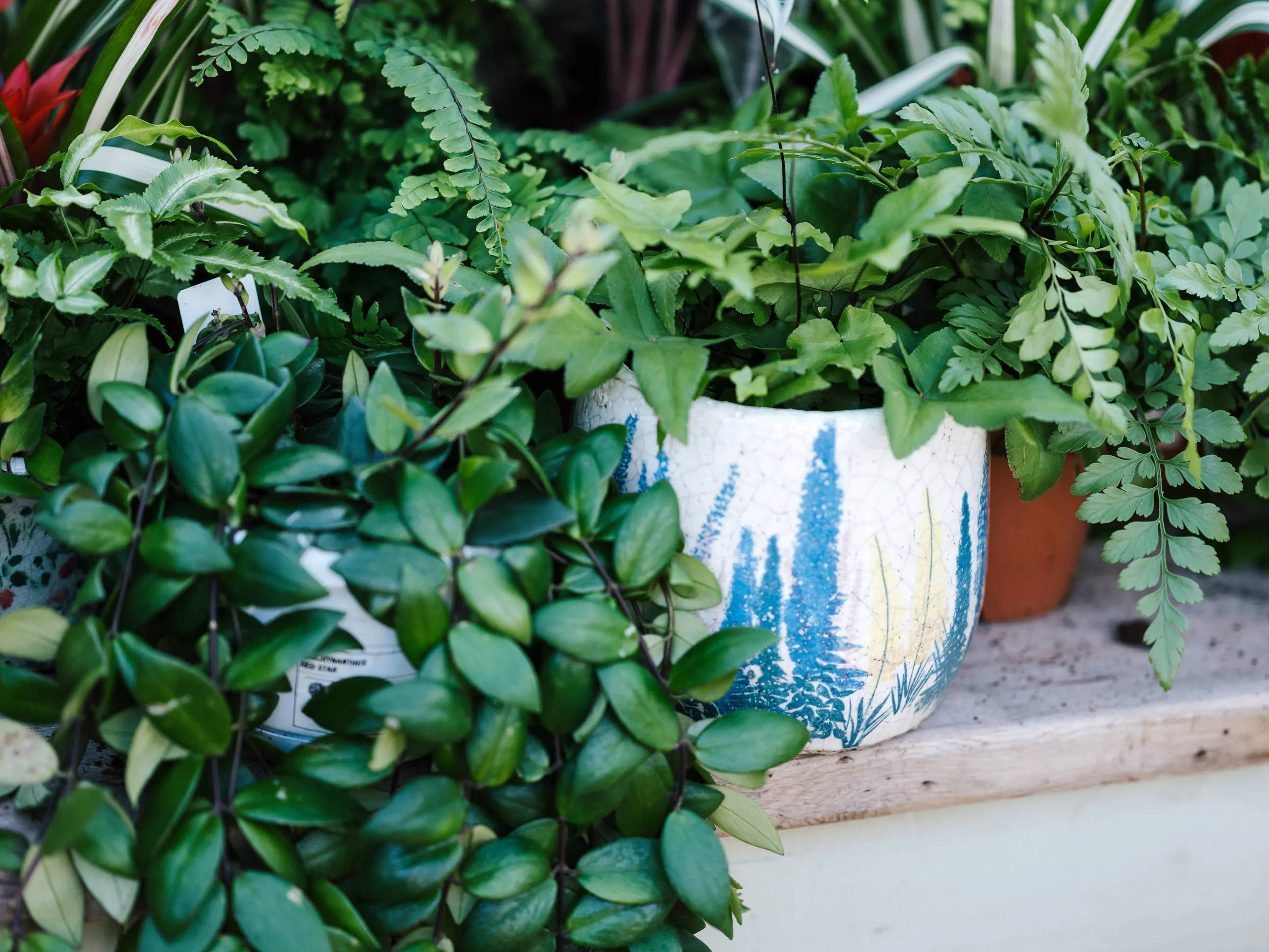 Flourishing potted plants