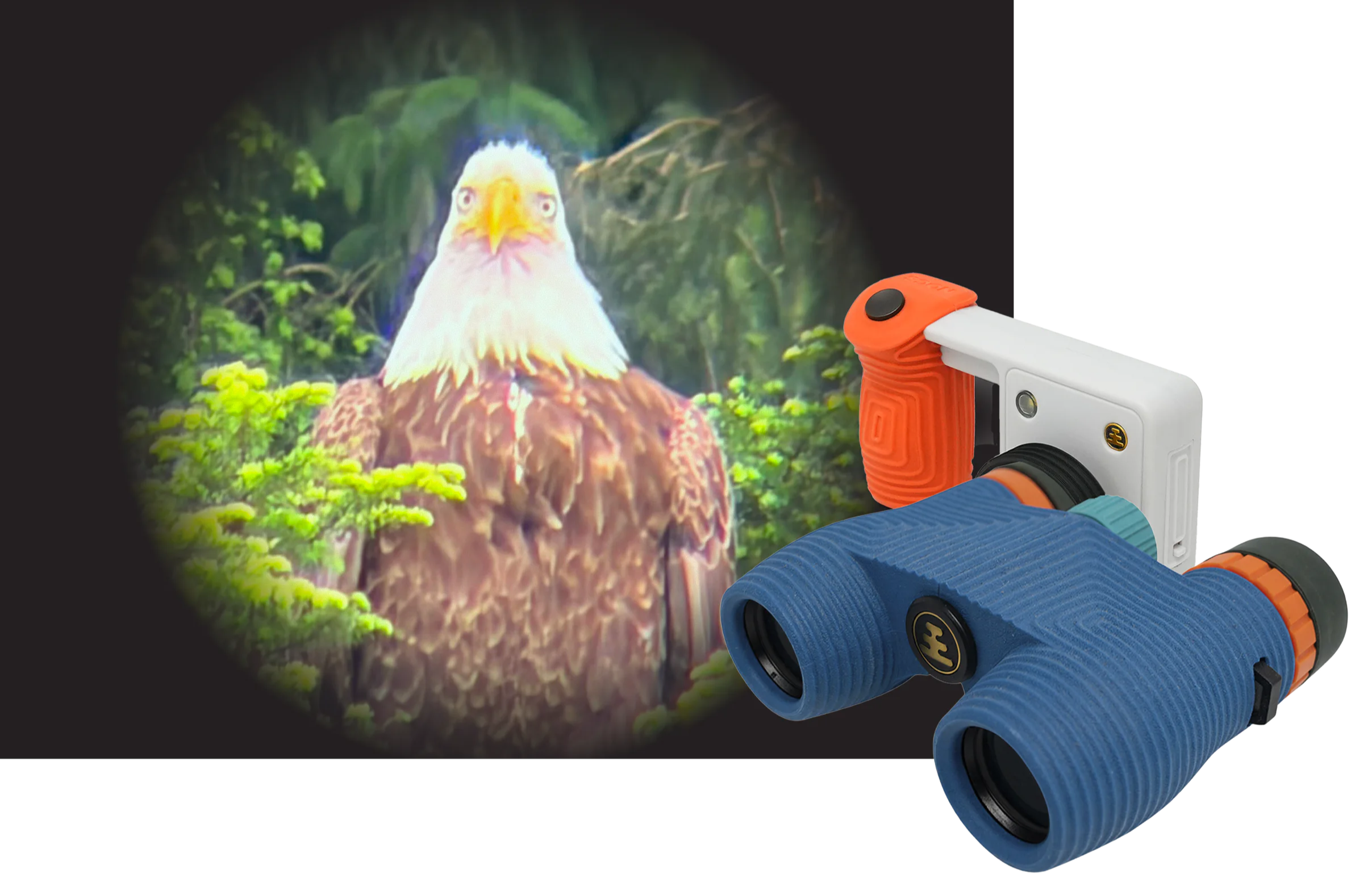 Photo of an eagle Shot on Portal through Nocs
