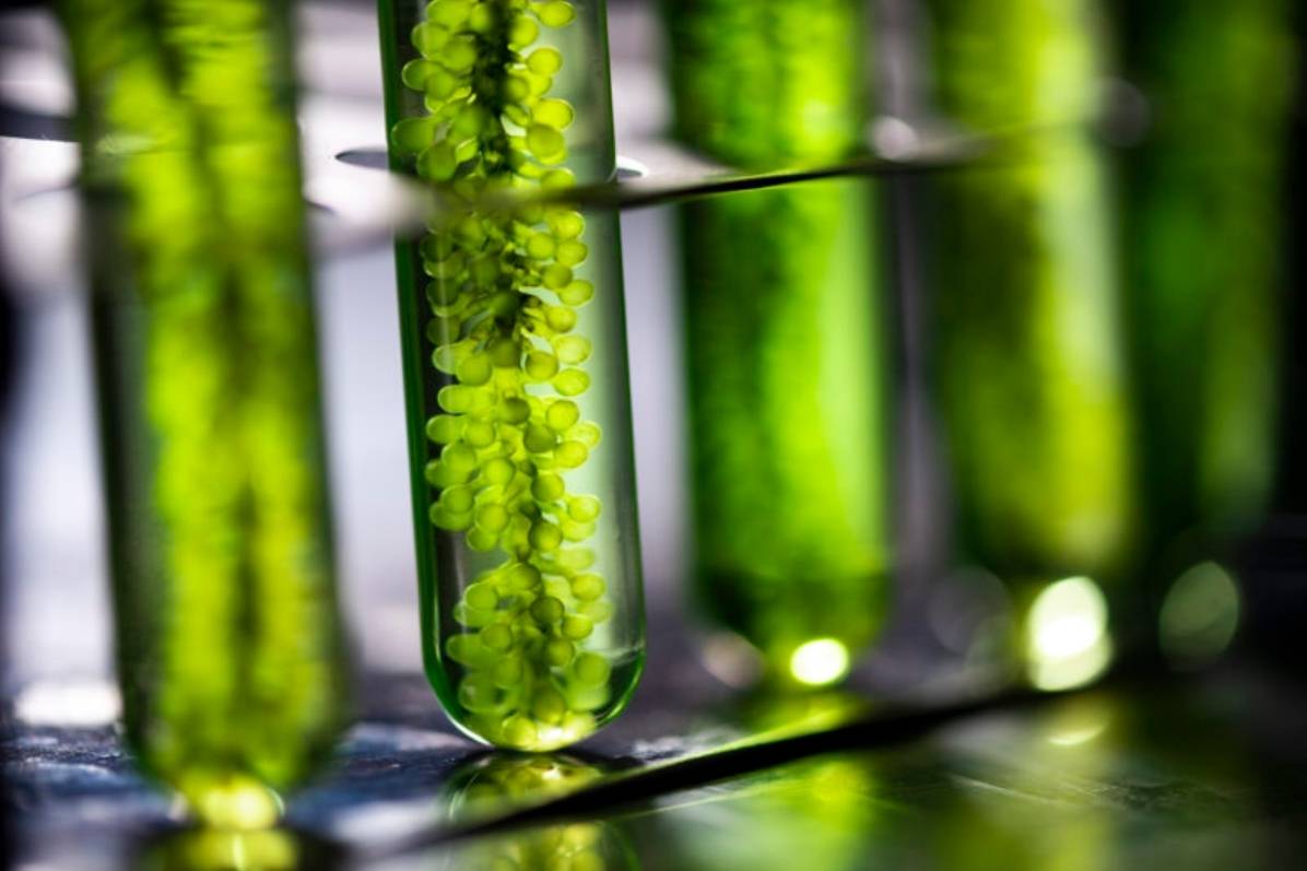 Depology blog on Is Algae extract good for the skin? 