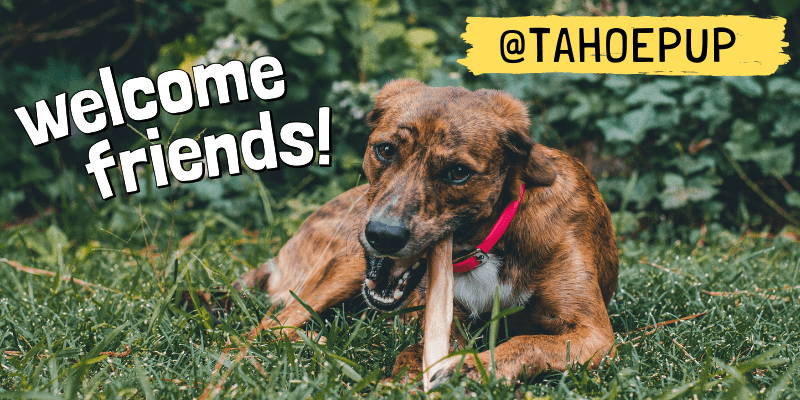 Photo of a dog in the grass chewing on a dog treat. Text: Welcome Friends! @tahoepup