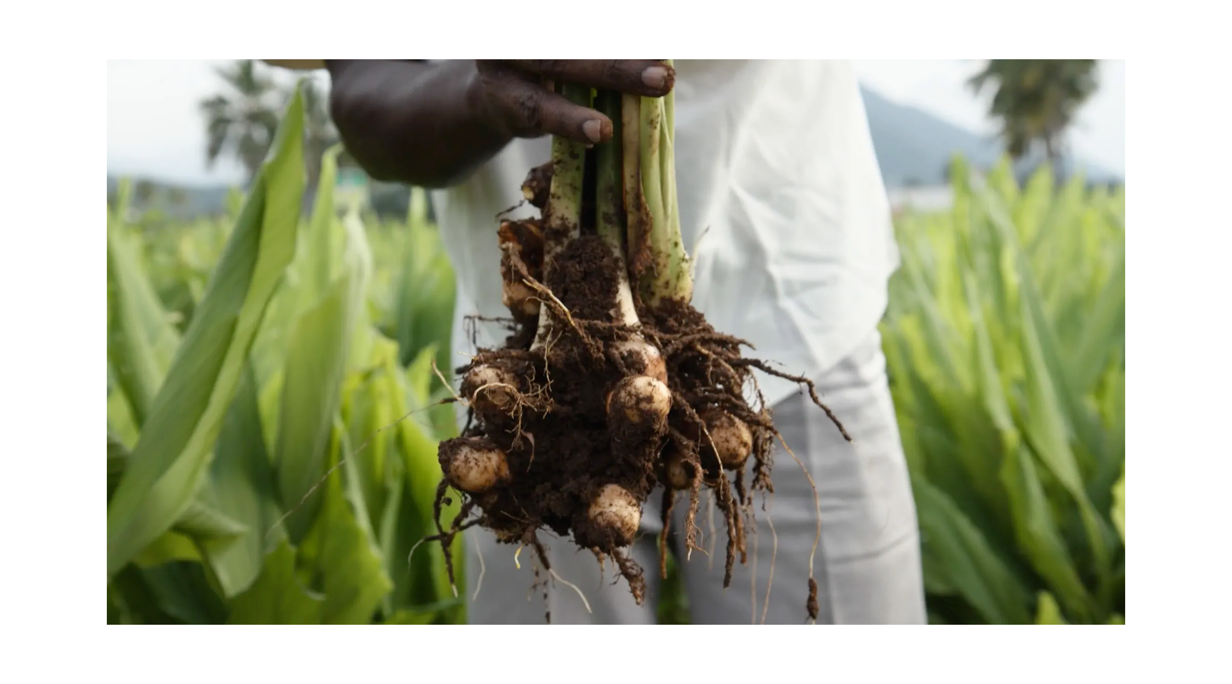 turmeric from sabinsa