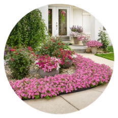 Pink Supertunia vista front yard garden in front of a white house