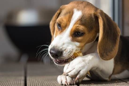 A brown and white beagle laying down eating a treat