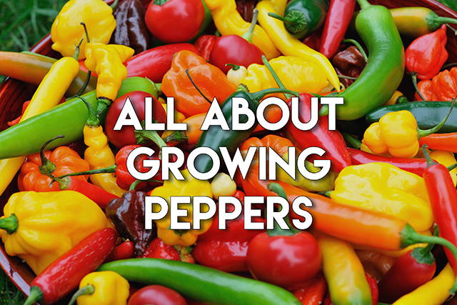 All about growing peppers in EarthBox