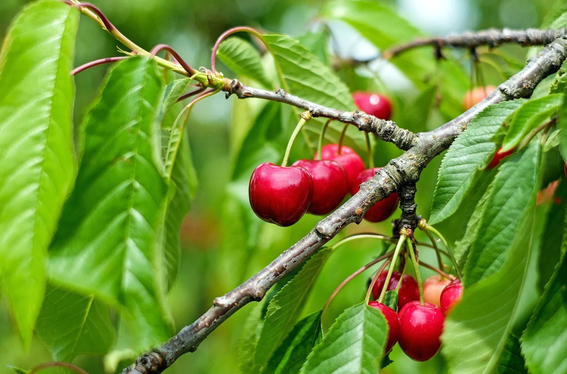 cherry tree